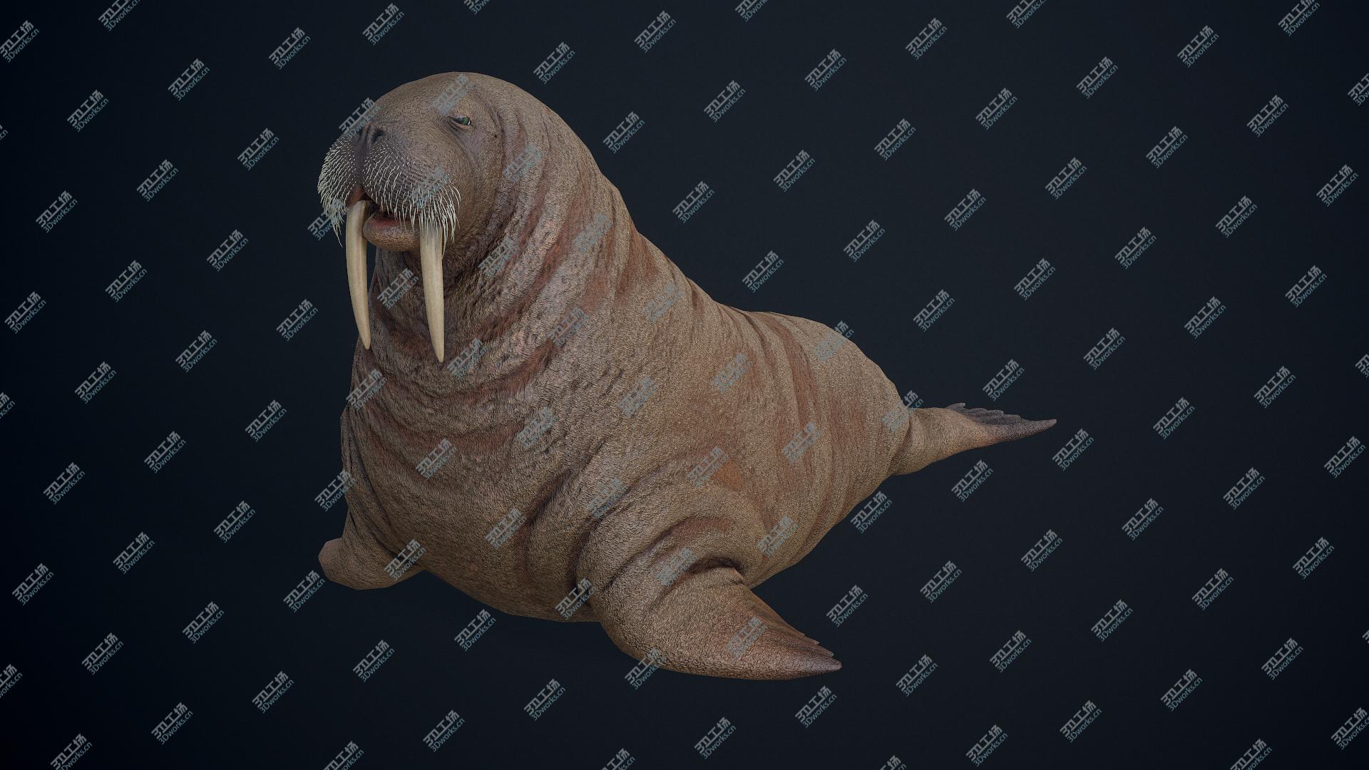 images/goods_img/2021040233/3D model Walrus/2.jpg